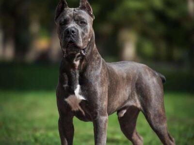 Direct import Cane Corso puppies. Show line!