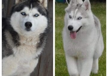 Akc Siberian Husky puppies