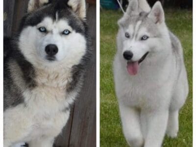 Akc Siberian Husky puppies
