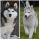 Akc Siberian Husky puppies