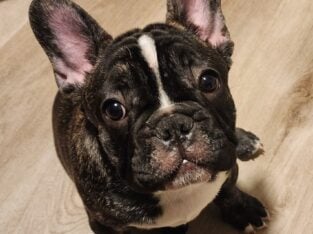 French Bulldog Puppies