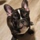 French Bulldog Puppies