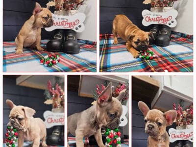 Female French Bulldog puppies
