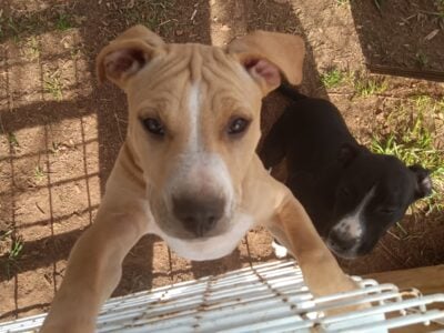 American Staffordshire Terrier puppies