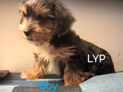 Lillies’s Yorkie Puppies