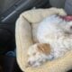 3 month old schnoodle puppy