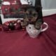 Ckc yorkies
