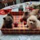 Pomeranium puppies