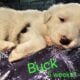 English shepard puppies for sale