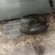 2 Ball Pythons home and lamp included