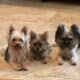 For sale Yorkie