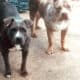 Blue Bully