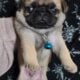 8wk old pug puppies