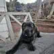 Cane corso puppy