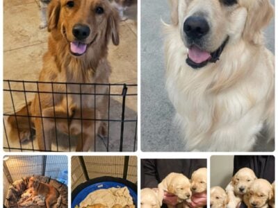 Golden retriever