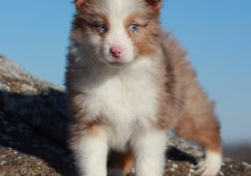 Red Merle Female 2