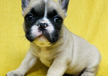 AKC-Registered French Bulldog Puppies