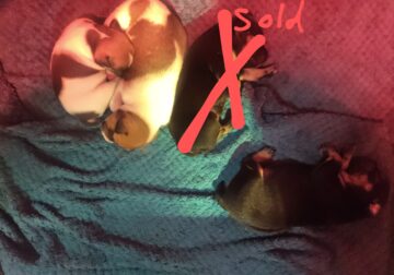 Puppies