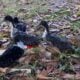 DUCKS 5 males,8 females laying eggs.
