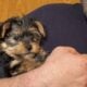 Yorkie