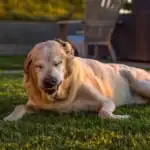 Dog showing allergy symptoms