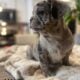 AKC Lilac Merle & Brindle French Bull Dog Puppies