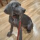 Weimaraner pups for sale