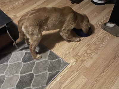 Selling my dogs