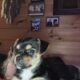 Chorkypoo puppies for Rehoming