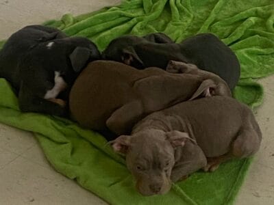 American Bullies