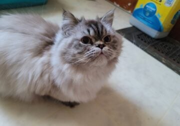 Persias cat