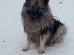 Beautiful Purebred Keeshond Puppies for Sale