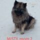 Beautiful Purebred Keeshond Puppies for Sale