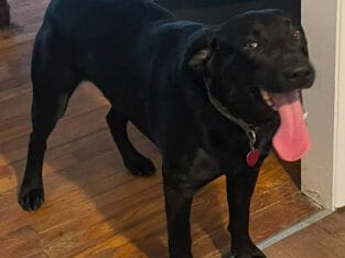 Black lab 1 yr free to good home ( Charlie)