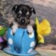 Chihuahuas CKC Registered