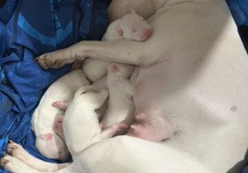 English Bull Terrier Puppies