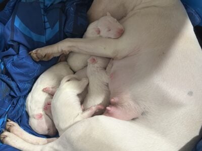 English Bull Terrier Puppies