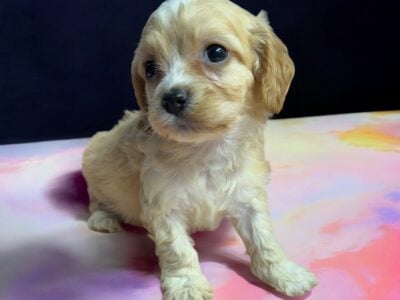 Cavapoo Babies