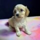 Cavapoo Babies