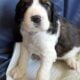 AKC English Springer Spaniels Champion Bloodlines