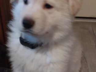 AKC GERMAN SHEPHERD PUPPIES READY VALENTINES DAY