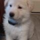 AKC GERMAN SHEPHERD PUPPIES READY VALENTINES DAY