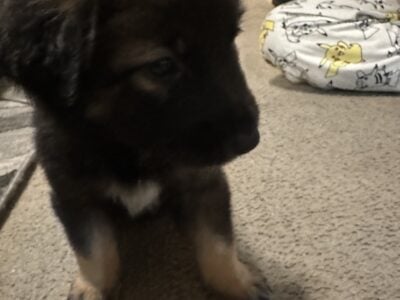 Australian/ German shepherd mix puppies