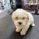 Teddy Bear Puppies! Shih Tzu & Bichone Frise MIx