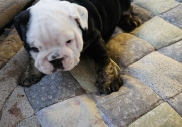 English Bulldog Puppies