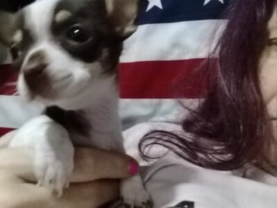 Multiple chihuahua’s puppies and one year olds