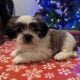 Shih Tzu Puppies