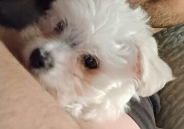 Maltese puppy 5 months