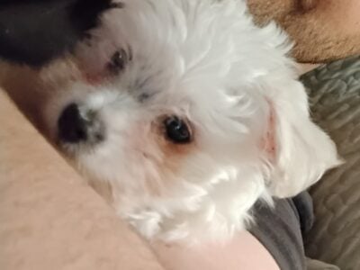 Maltese puppy 5 months