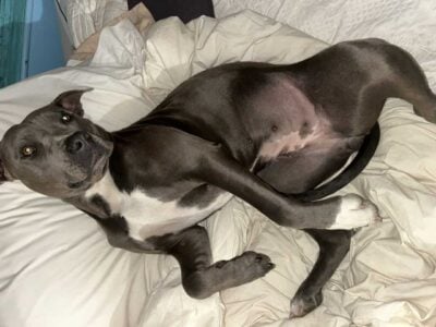 Free pitbull female she is one and a half yrs